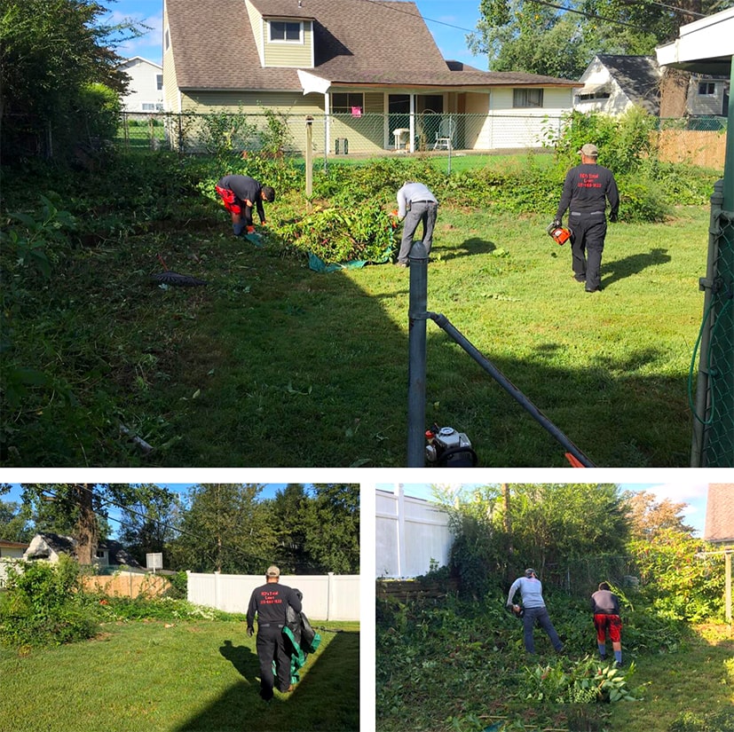 Overgrowth Yard Cleanup